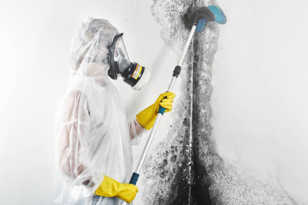 Best Post-Construction Mold Inspection  in Athens, IL