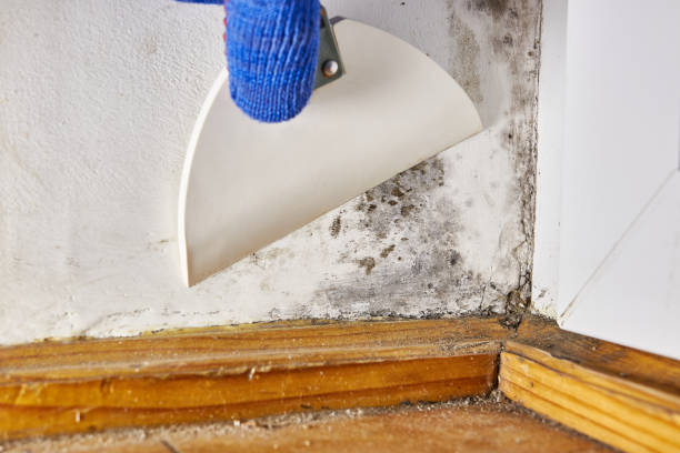 Best Dehumidification Services  in Athens, IL